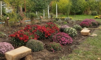 Херсонские ботанические сады: начался бал хризантем