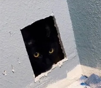 Девушка "забыла" кота в стене во время ремонта. Вирусное видео