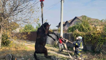 В Долгинцевском районе Кривого Рога спасатели достали лошадь из 2-ух метровой ямы