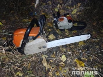 На Николаевщине задержали черных лесорубов - пилили дубы (ФОТО)