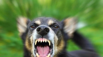 На Пракарпатье бешеная собака покусала хозяйку: в городе объявлен карантин