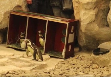 Смотри видео: в Харьковском зоопарке поселились пингвины Гумбольдта