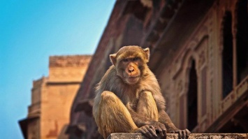 В Индии обезьяны убили жену политика и уличного торговца