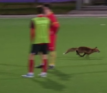 Любопытная лиса прервала футбольный матч: видео необычного момента попало в сеть