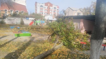 В Кременчуге огромное дерево упало на дошкольников