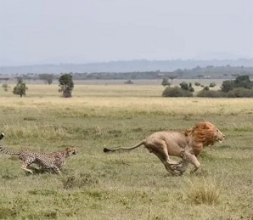 В Кении мама-гепард отогнала огромного льва от детенышей и стала звездой сети