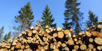 Мировые банки обвинили в поддержке вырубки лесов