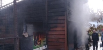 В зоопарке Луцка на пожаре сгорели три обезьяны