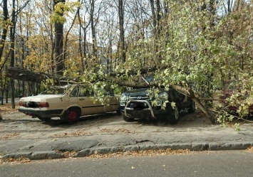 Пострадали автомобили: в Днепре сильный ветер валит деревья