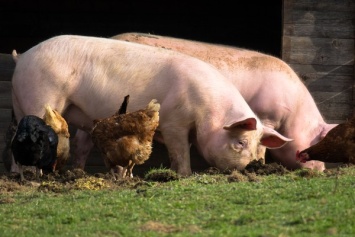 В США пересадили почку свиньи человеку