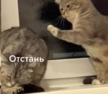 Курьез: видеоролик «разговора» кошки с ее другом стал вирусным в Сети