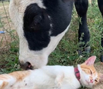 Неожиданная дружба коровы и кота умилила соцсети