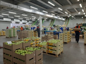 84 тысяч тонн плодово-ягодной продукции собрали в этом году в Крыму