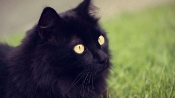 Помогите найти: в Покрове пропала черная кошка