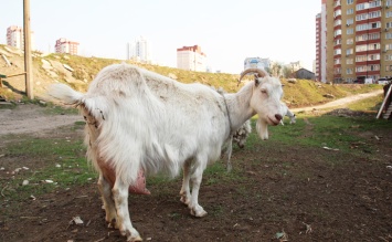 В центре Киева пасутся козы (видео)