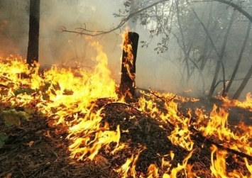 В Турции арестовали семерых россиян по подозрению в поджоге леса
