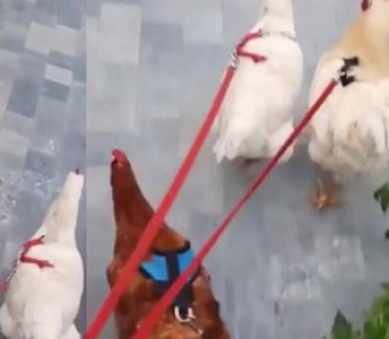 Фермеры вывели куриц на прогулку и сделали их интернет-звездами