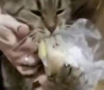 Сеть насмешила отчаянная попытка кота украсть картофель из холодильника