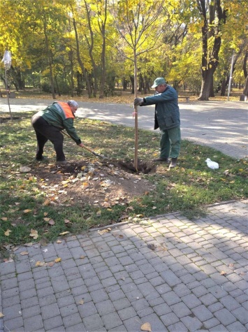 В Преображенском парке Одессы высадили 8 катальп. Фото