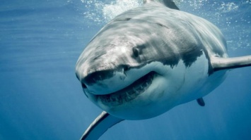 Почему акулы нападают на людей - неожиданное предположение ученых