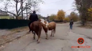 В Днепре на Западном искали сбежавших лошадей и пони: они гуляли по району и ели из мусорных баков