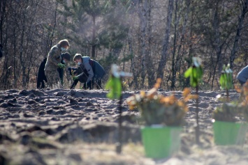 «Зеленая страна»: На Донетчине и Луганщине высадили более 70 тысяч дубовых саженцев