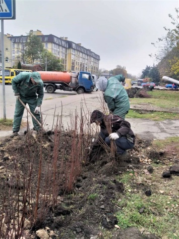 В Одессе продолжается осенняя высадка растений. Фото
