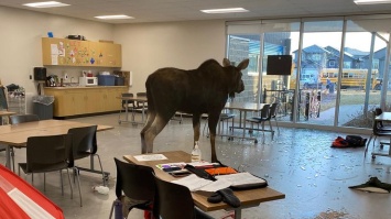 В канадской школе лось ворвался в класс и сорвал урок (фото)