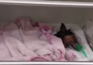 Состояние резко ухудшилось: ветеринарам пришлось усыпить пса, которого бросили хозяева