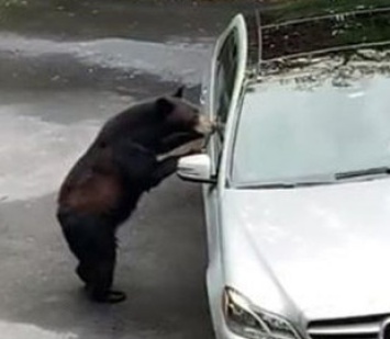 Медведь едва не угнал авто американца