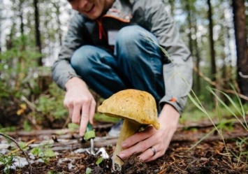 Будьте осторожны: в Запорожской области семья отравилась грибами
