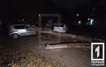 В Кривом Роге сухое дерево рухнуло на машины, один человек в больнице