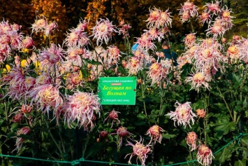 В Никитском ботаническом саду выбирают королеву и принцессу Бала хризантем