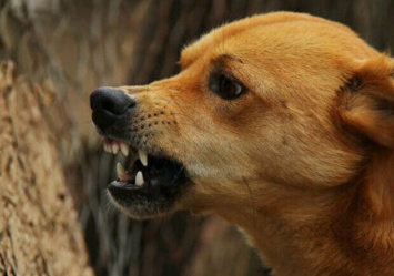 Из-за собаки: в Бердянском районе объявили карантин