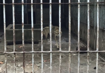 Одинокий и худой: в каких условиях живет волк из запорожского зоопарка