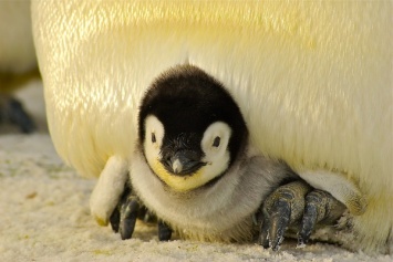 Редкого антарктического пингвина занесло в Новую Зеландию