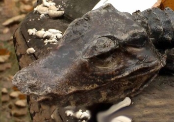 Киевлянка во время прогулки нашла мертвого крокодила