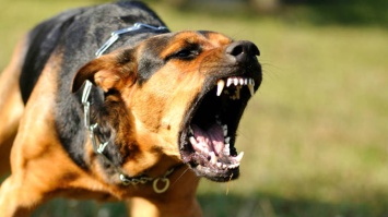 Не успевают завозить уколы от бешенства: оккупированная Макеевка страдает от стай злых собак