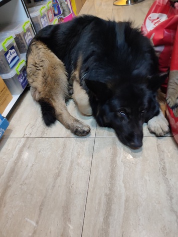 В Днепре потерявшийся пес пришел в зоомагазин, где ему помогли разыскать хозяев