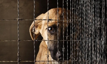 В Запорожье супруги ответят за жестокое обращение с собаками