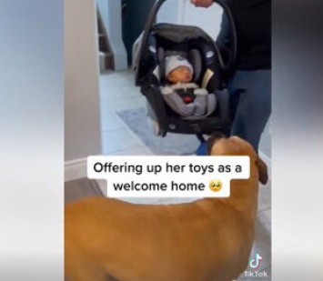 В сети показали душевные кадры, где собака встречала новорожденного ребенка