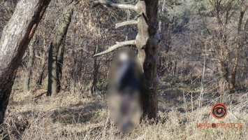 В сквере Приднепровска нашли повешенного на дереве мужчину