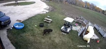 Неудачно покатался. В Канаде пес «за рулем» гольф-мобиля врезался в грузовичок хозяина (ВИДЕО)