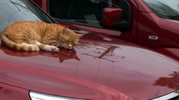 Осторожно котик: как случайно не убить животное, если вы автомобилист