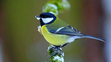 Птицы осенью и зимой: как, когда и чем правильно кормить
