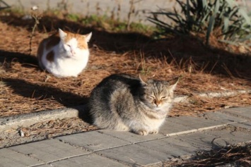 Тысячи котиков в Крыму смогут греться зимой от теплотрасс с изношенной изоляцией