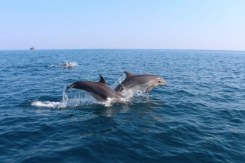Женщина 12 часов провела в холодной морской воде, ее жизнь спасли дельфины