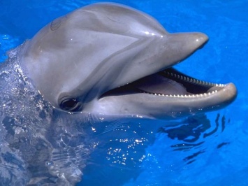 В США женщина провела 12 часов в море - ее спасли благодаря дельфинам