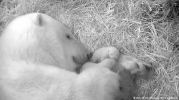 Пищат, сосут молоко и спят, или Чем занимаются белые медвежата (фото)