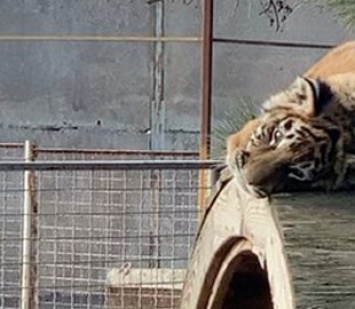 В зоопарке Запорожской области тигренок занимается спортом